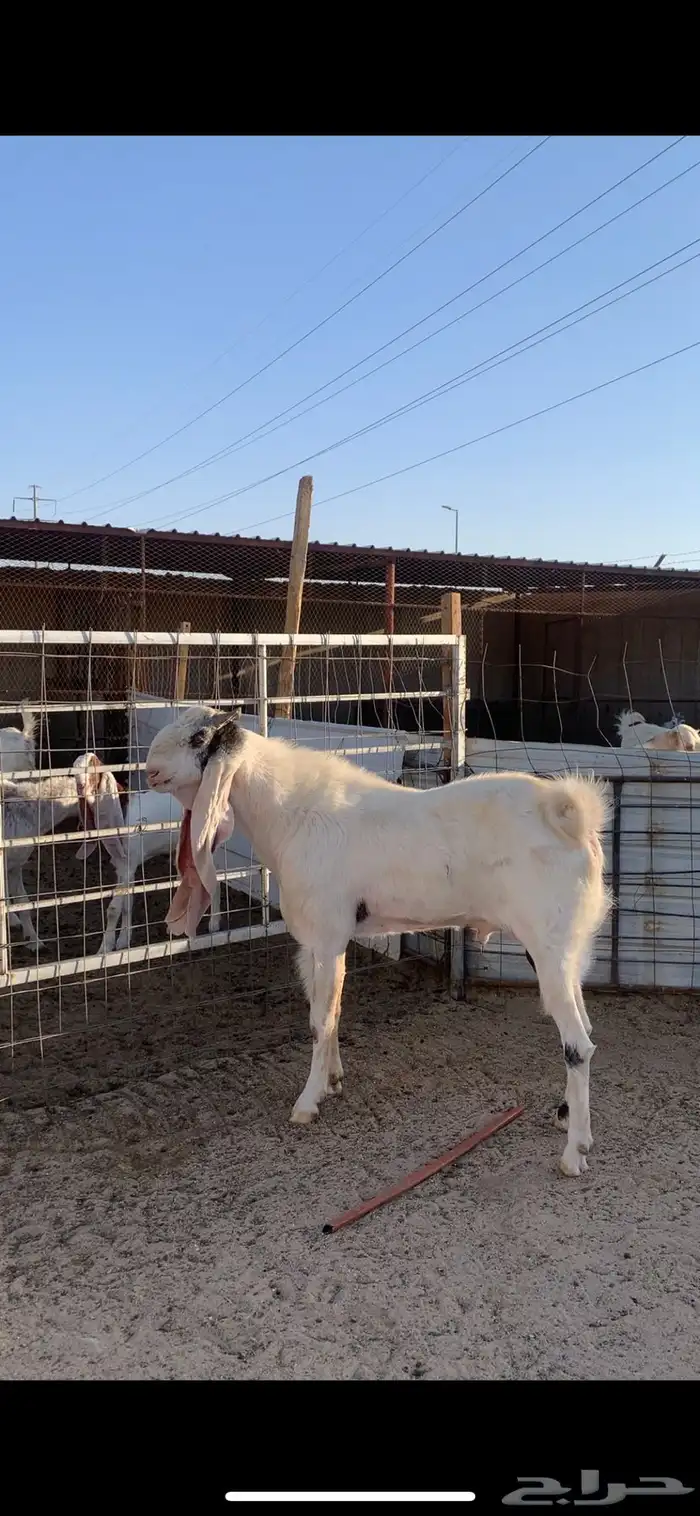 تيس مطور ( تم البيع ) 0