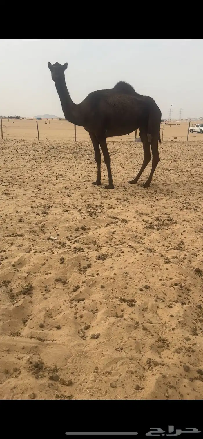 ضروبه مجهم كفوو دوسريه 2