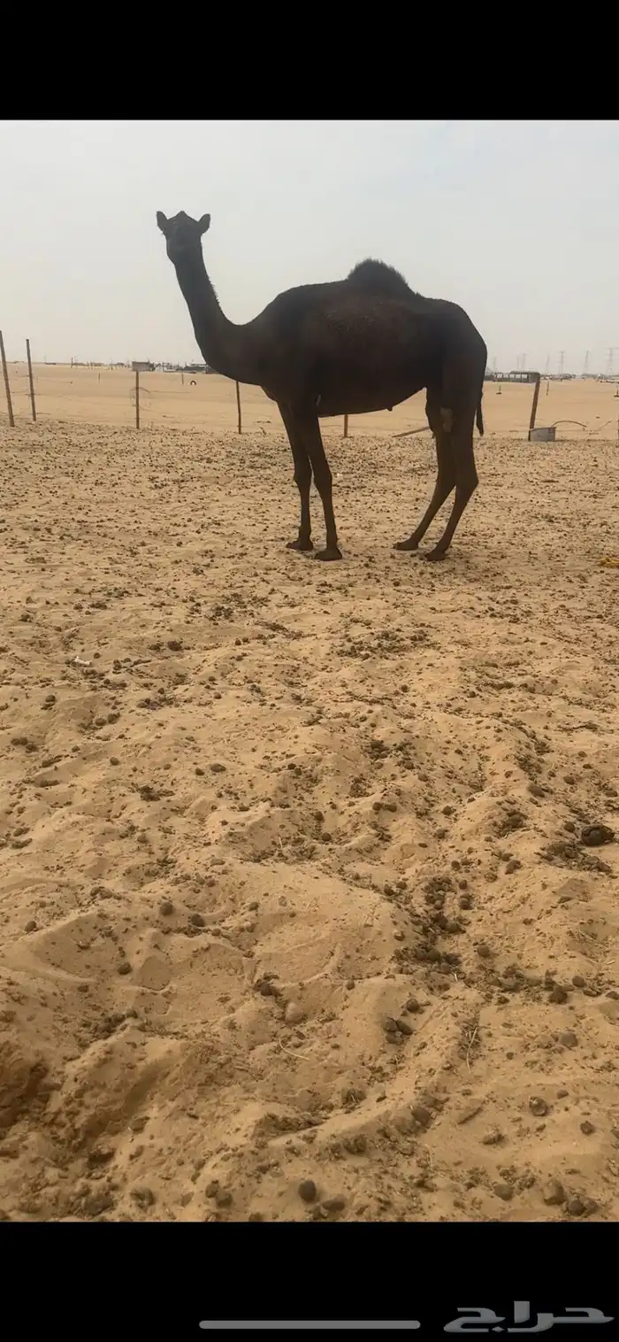 ضروبه مجهم كفوو دوسريه 1
