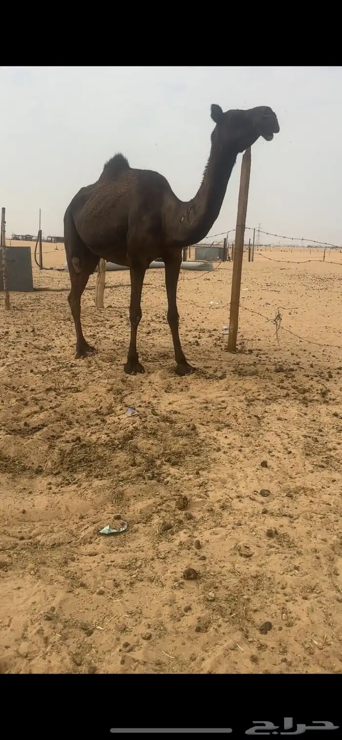 ضروبه مجهم كفوو دوسريه 5