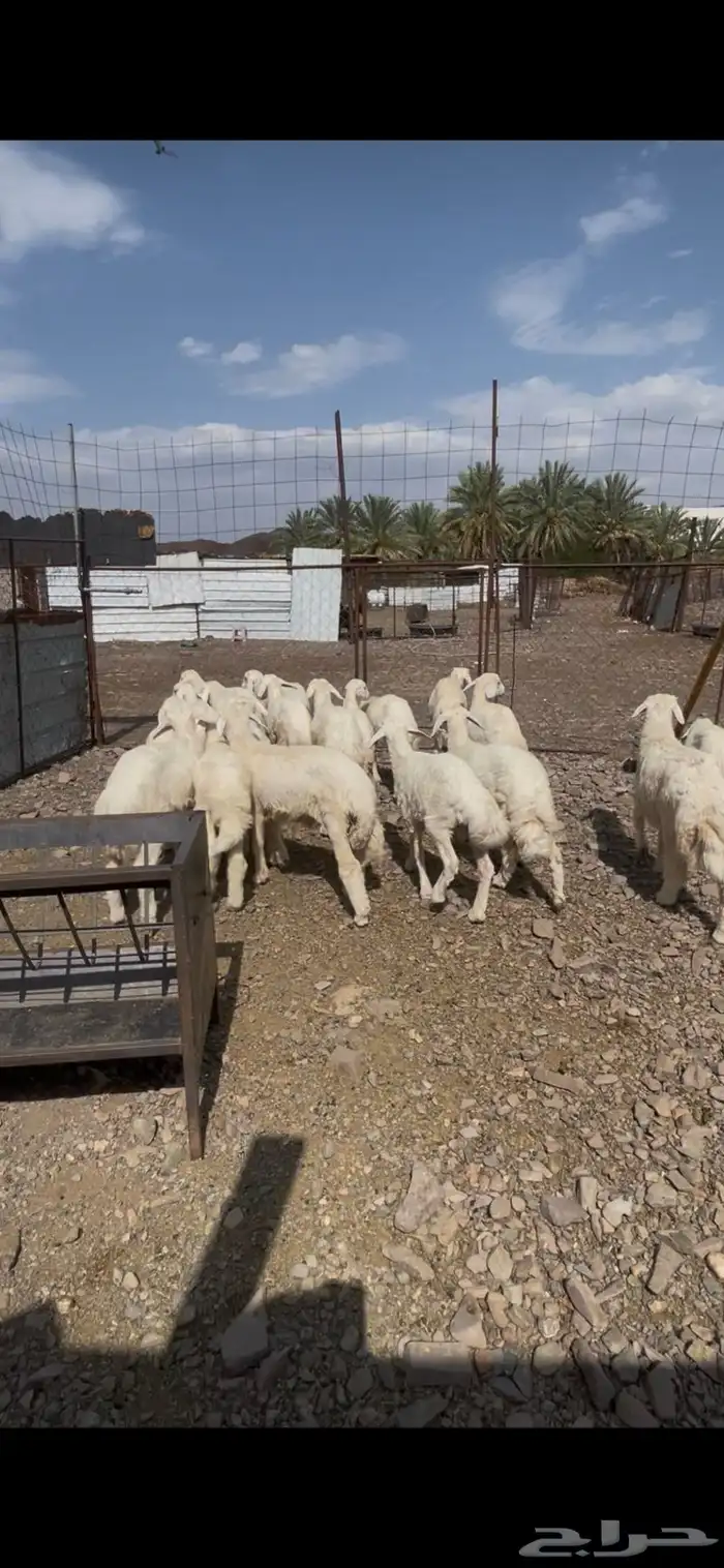 طليان حريه حبص للبيع 5