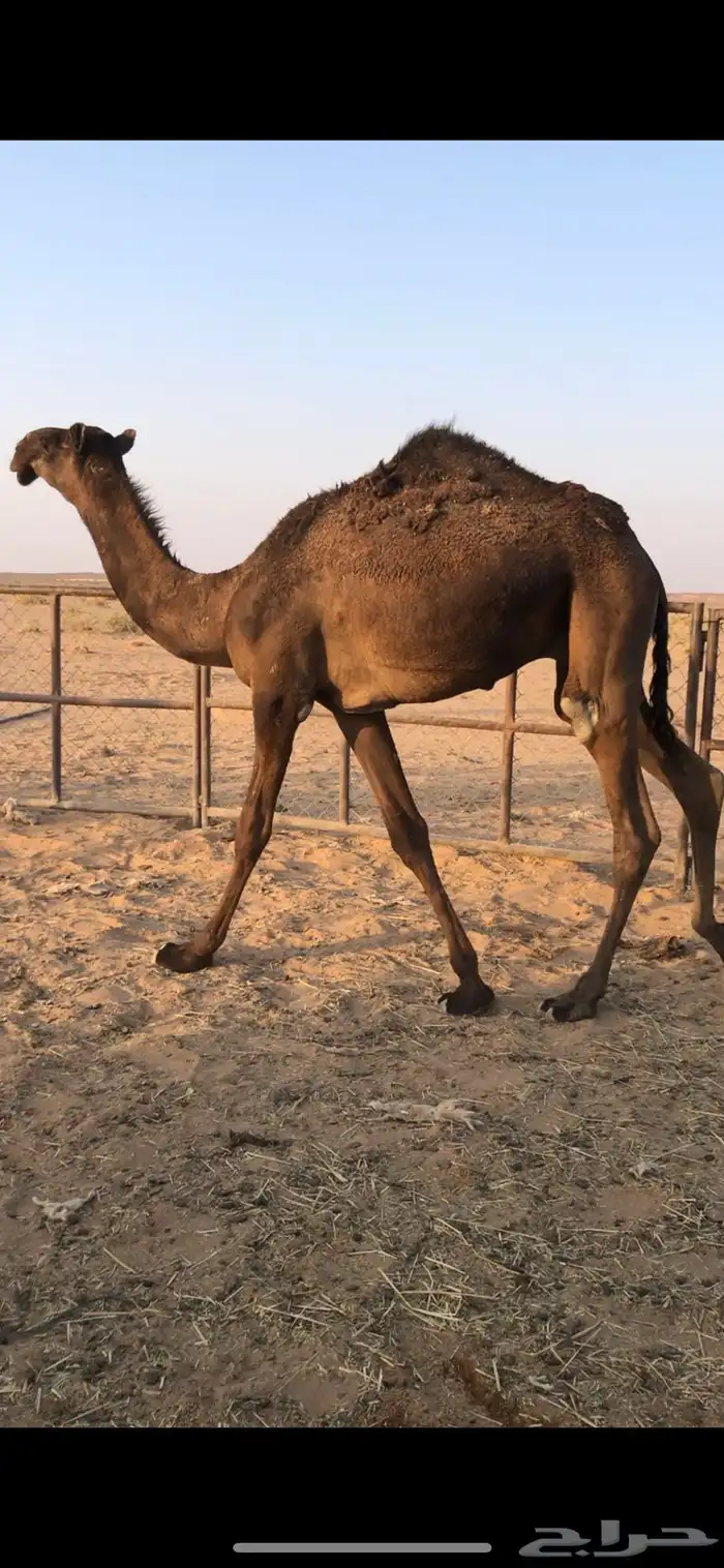 للبيع قعود 0