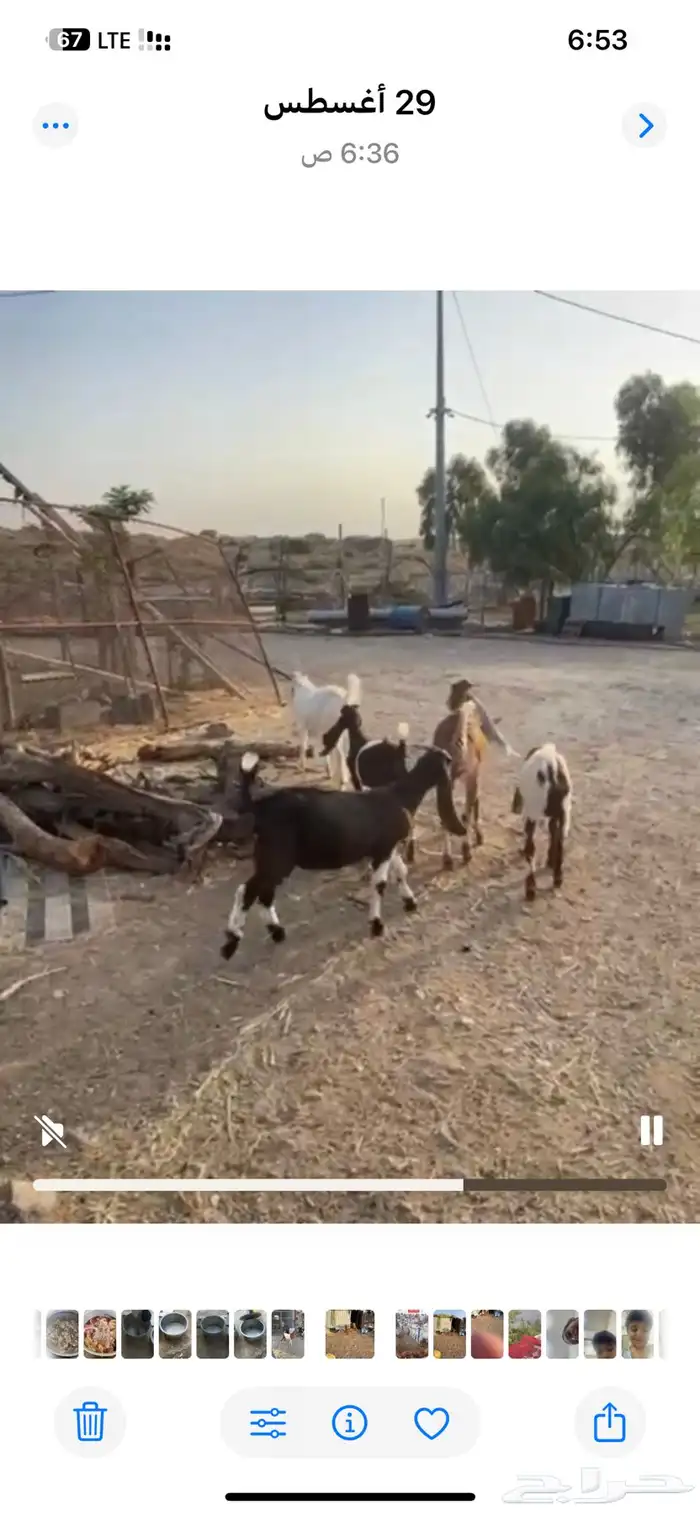 النماص حلباء 1