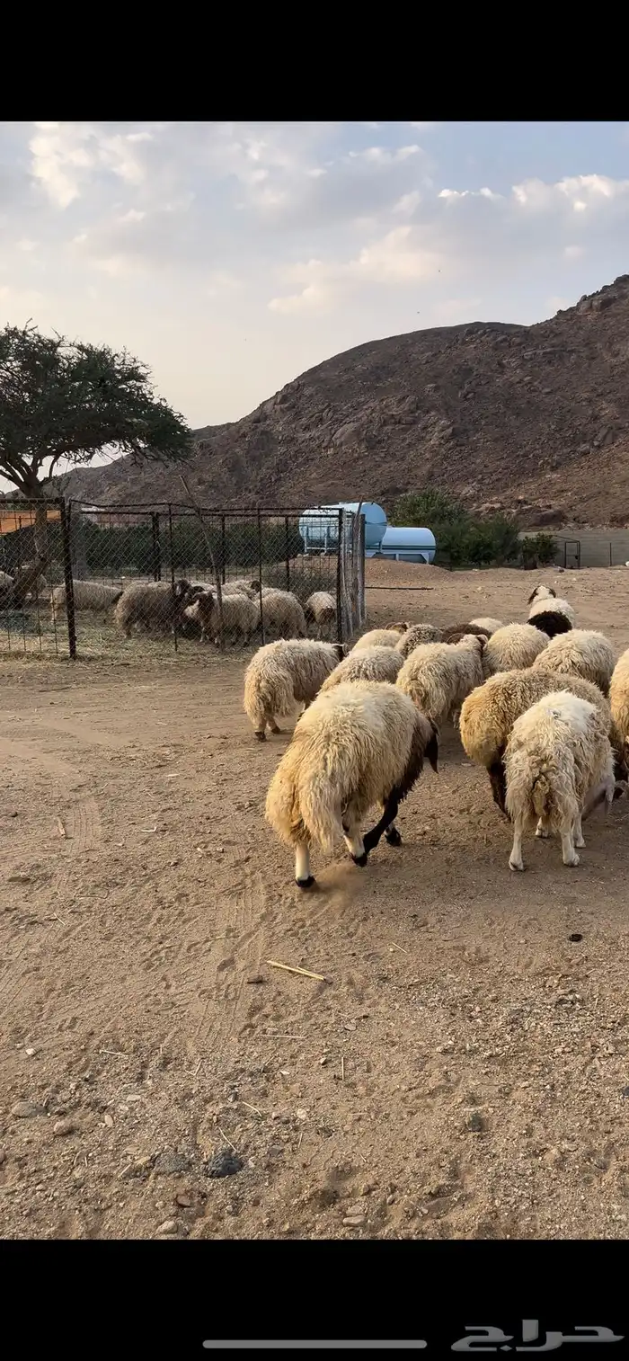 خرفان طليان نعيم 0