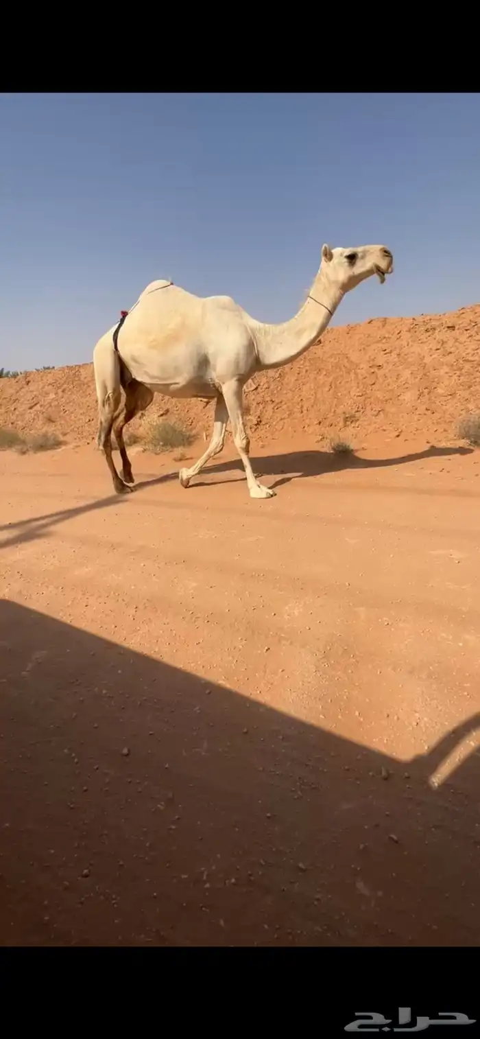 للبيع ذود وضح العدد 6 0