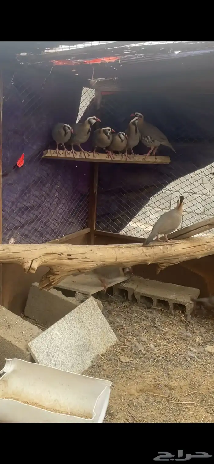 حجل للبيع 9 1
