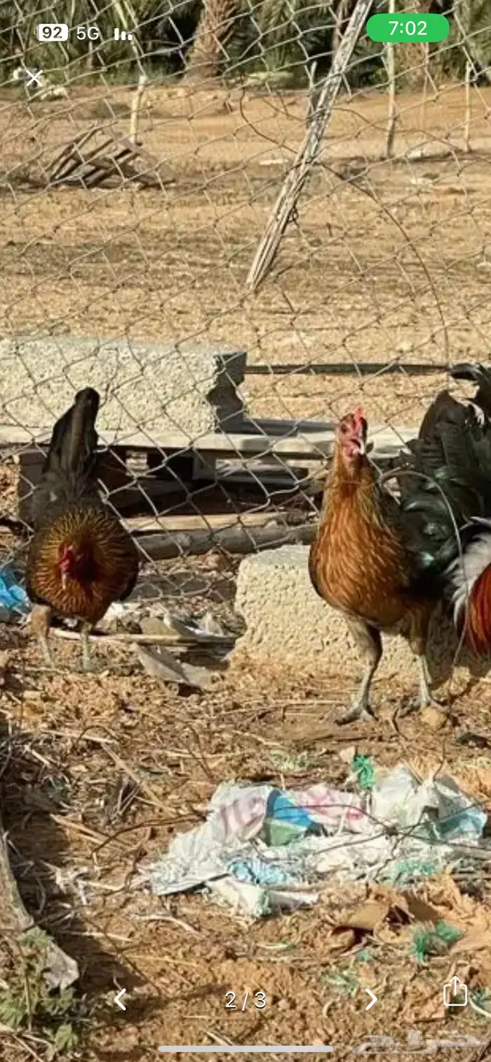 سيافي عربي اصيل ترثه ديك مع اربع دجاج 1