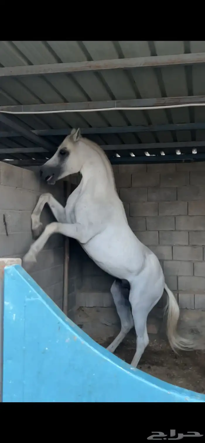 خيل عربي اصيل 2