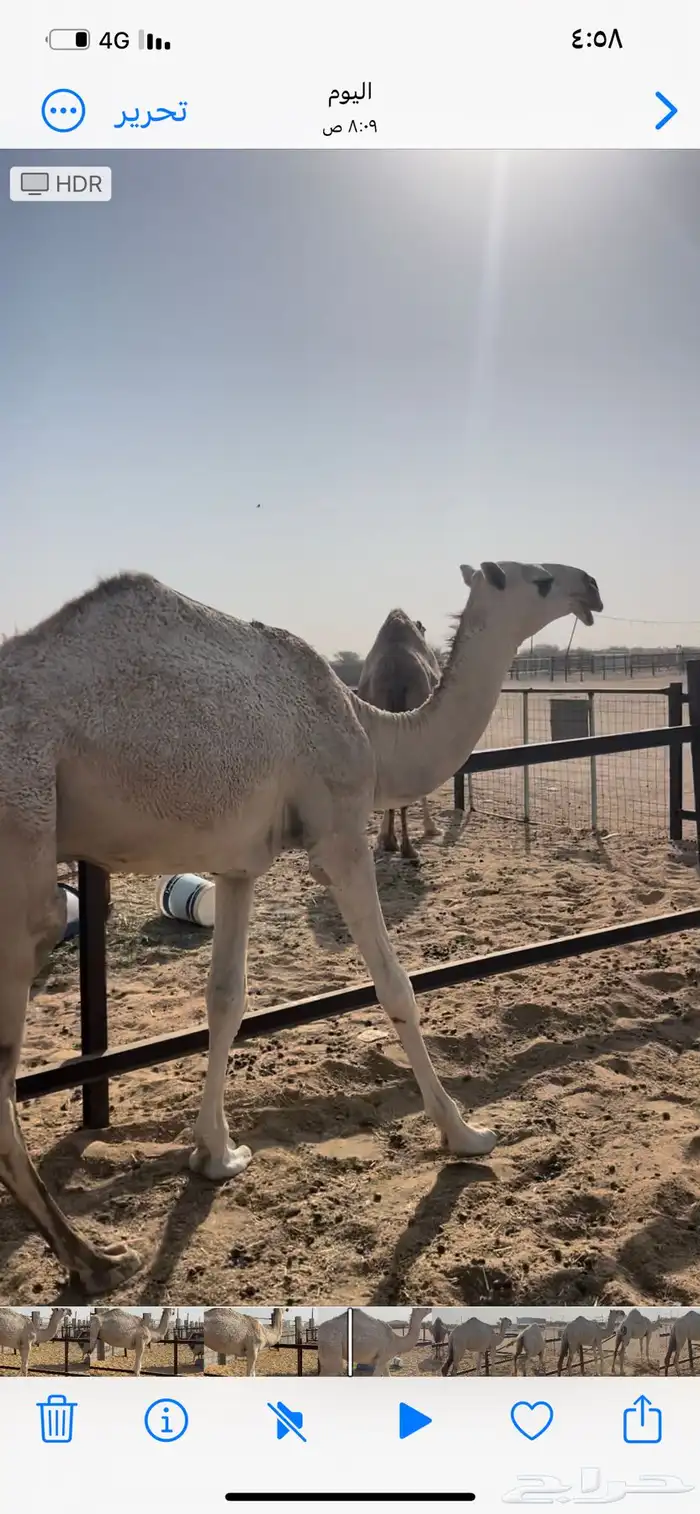 بكره باتليه للبيع 2