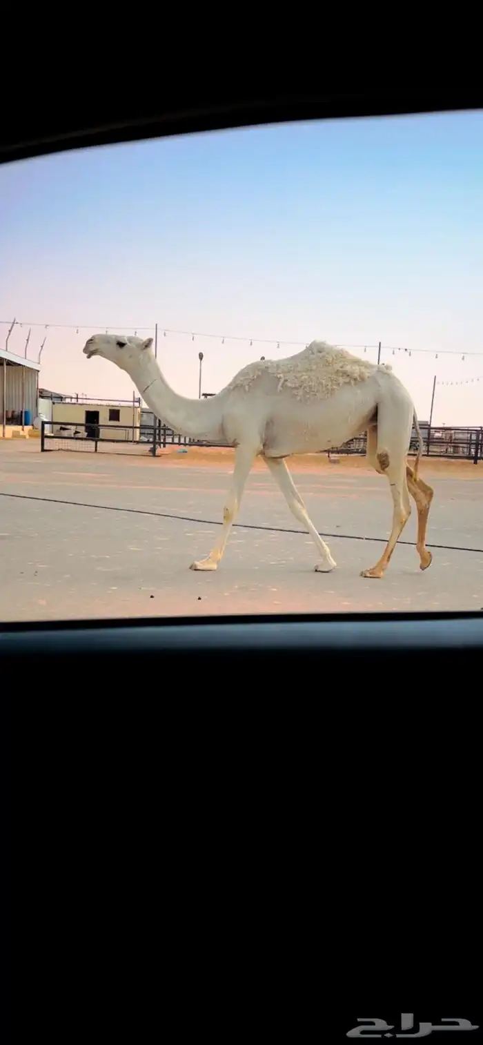 بكره حقه وضحا باتليه طيبه 0