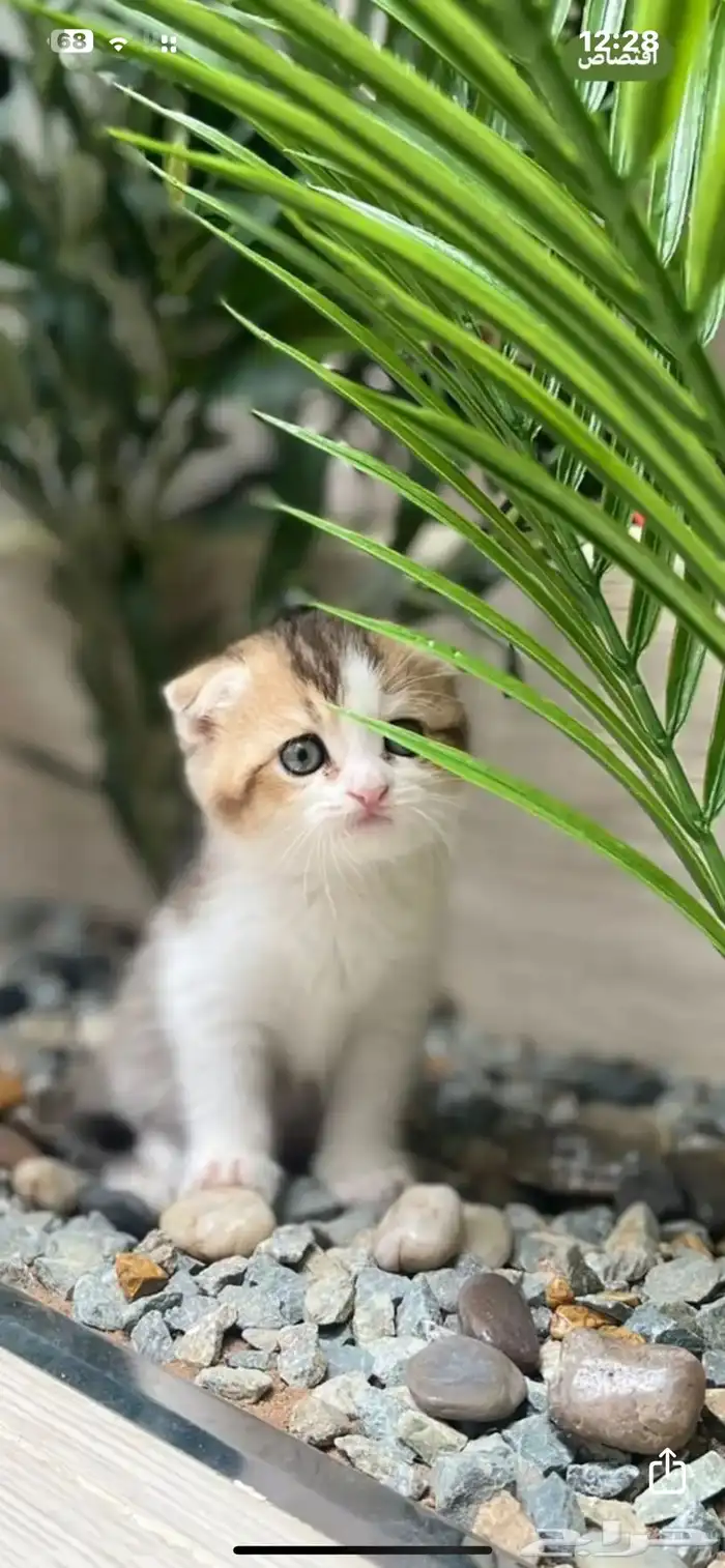 قط سكوتش فولد بيور ذكر 3