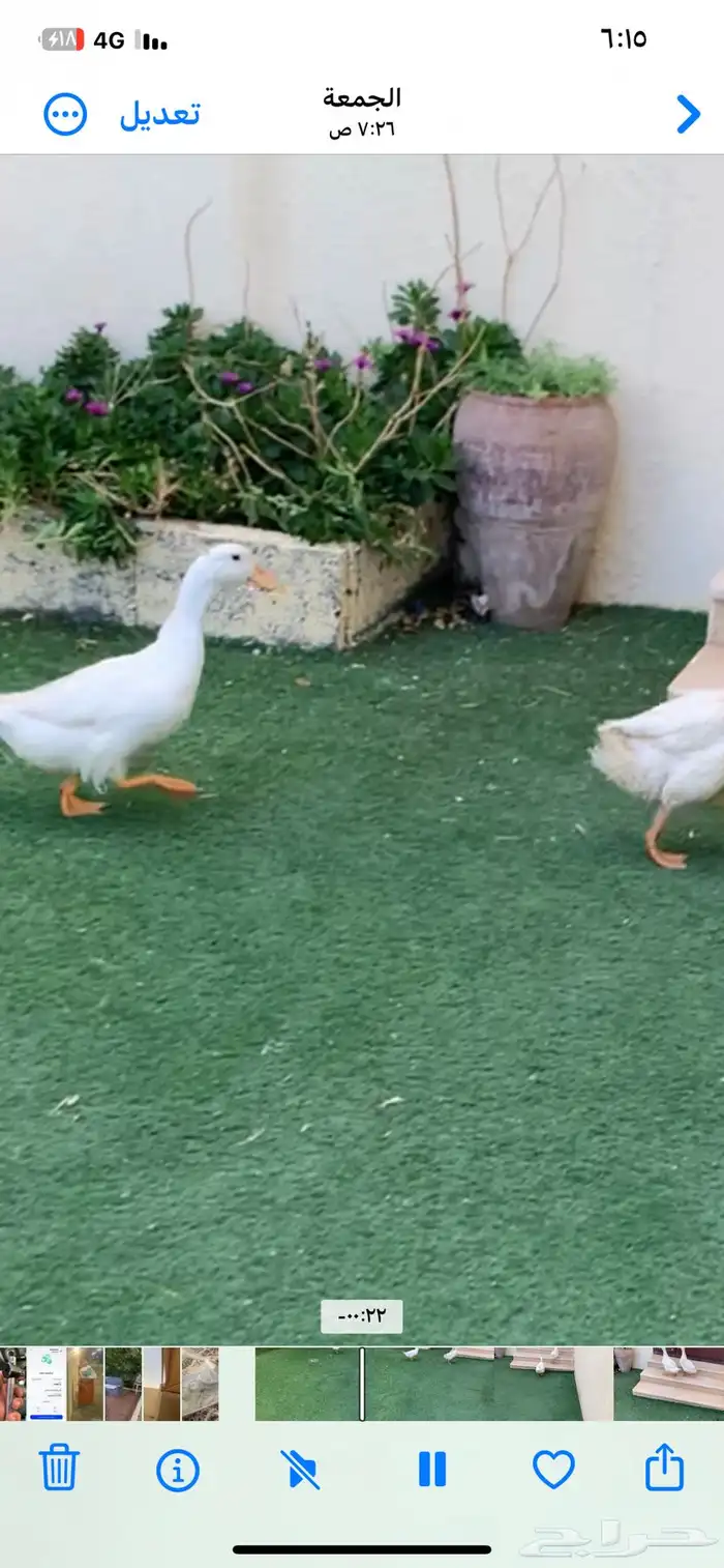 جوز بط 2