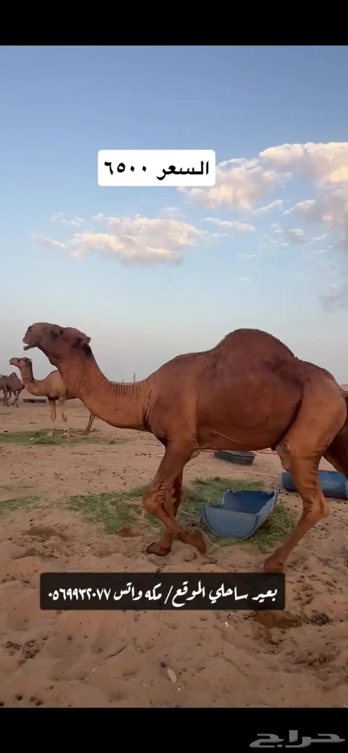 بعير جمل ساحلي(( تم البيع )) 3