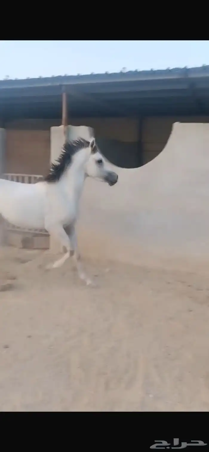 مكه 2