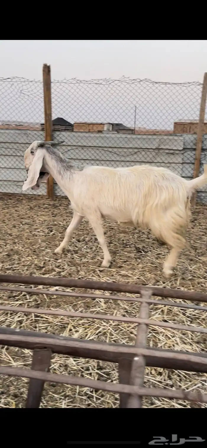 عنز مشروكه مطوره 2