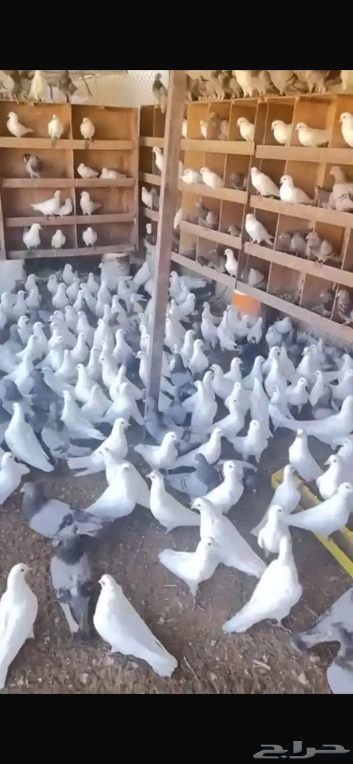 حمام فرنسي ابيض وسلفر 2
