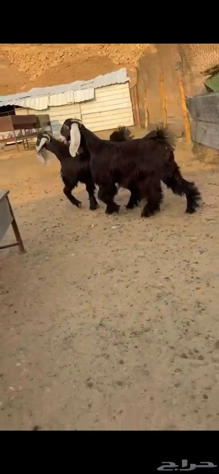 جذعات عوارض طيبه اعمار 9 اشهور 3