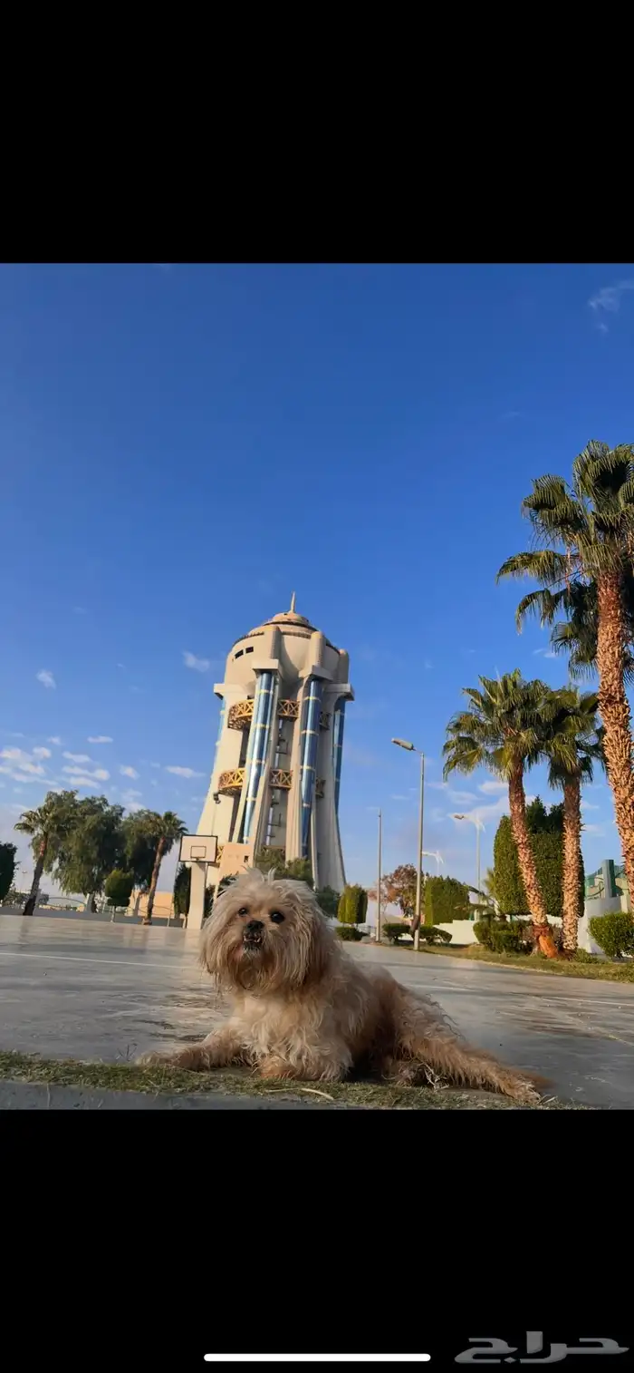 كلب ضايع في خميس مشيط 0