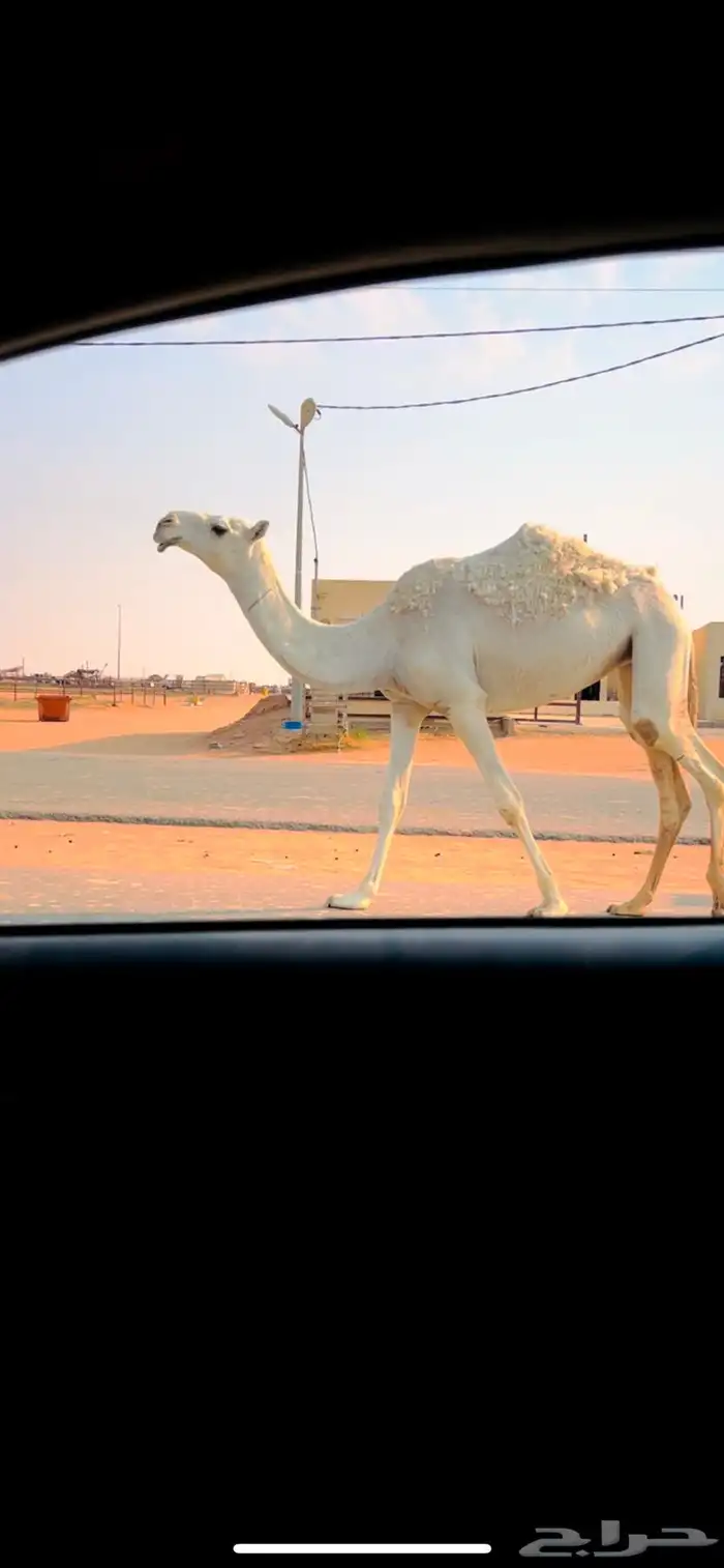 بكره حقه وضحا باتليه طيبه 1