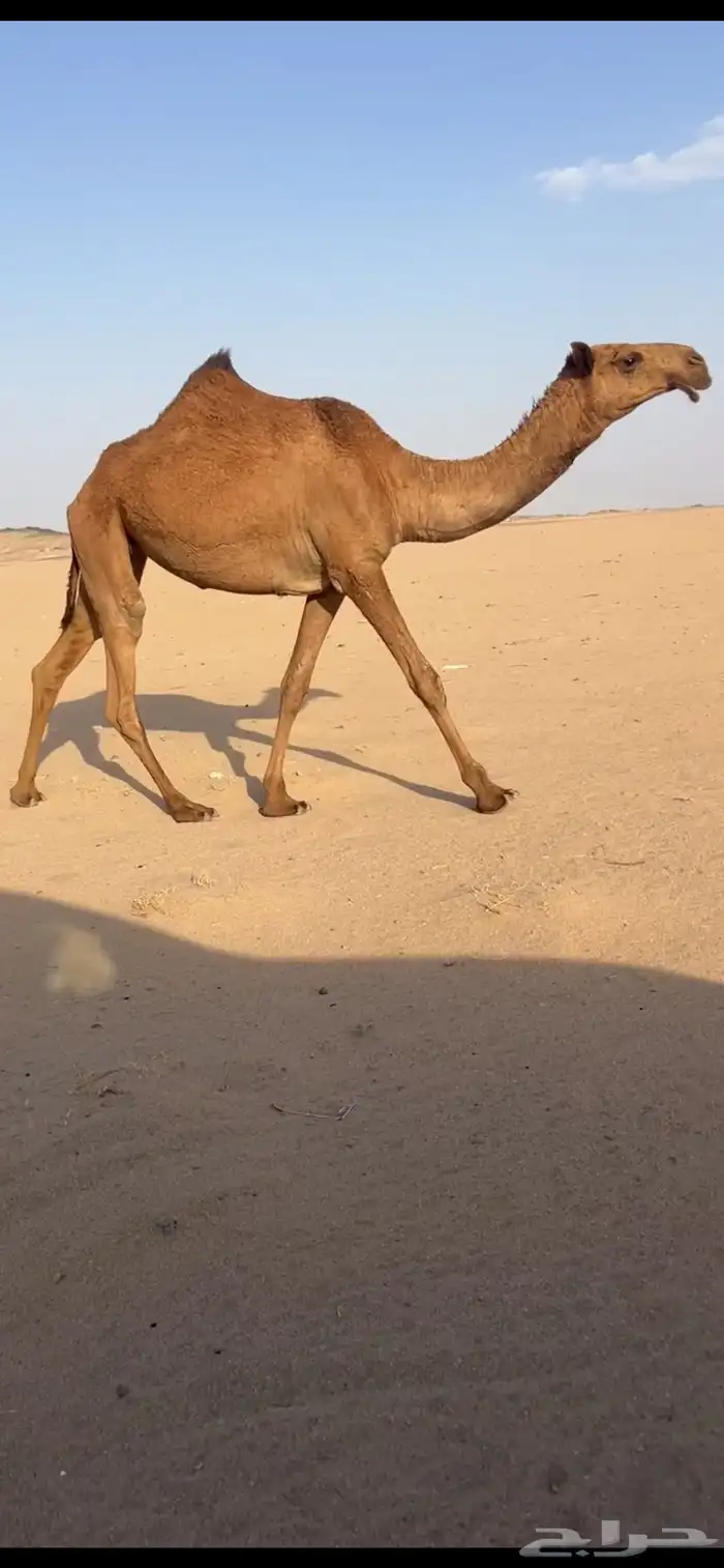 بكره شعلا 0