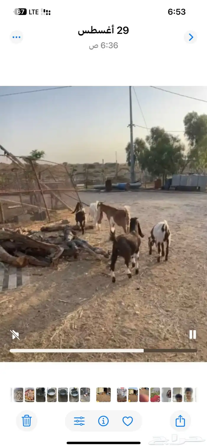 النماص حلباء 0