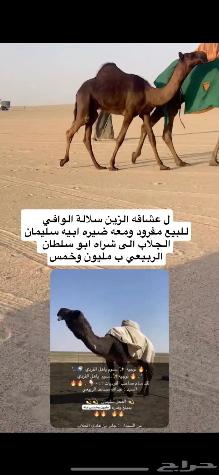 قعود مفرود معه ضير سلالته كفو 2