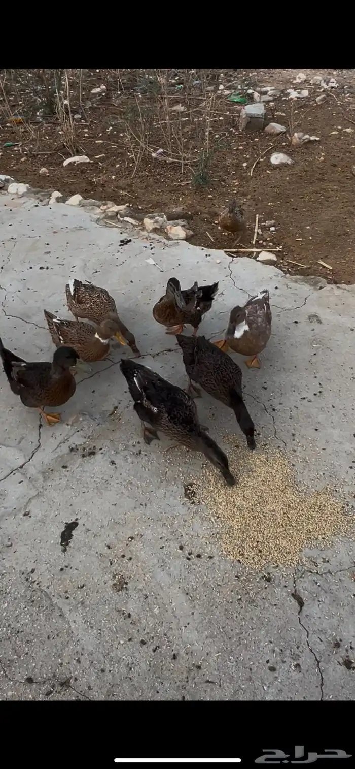بط بكيني 0