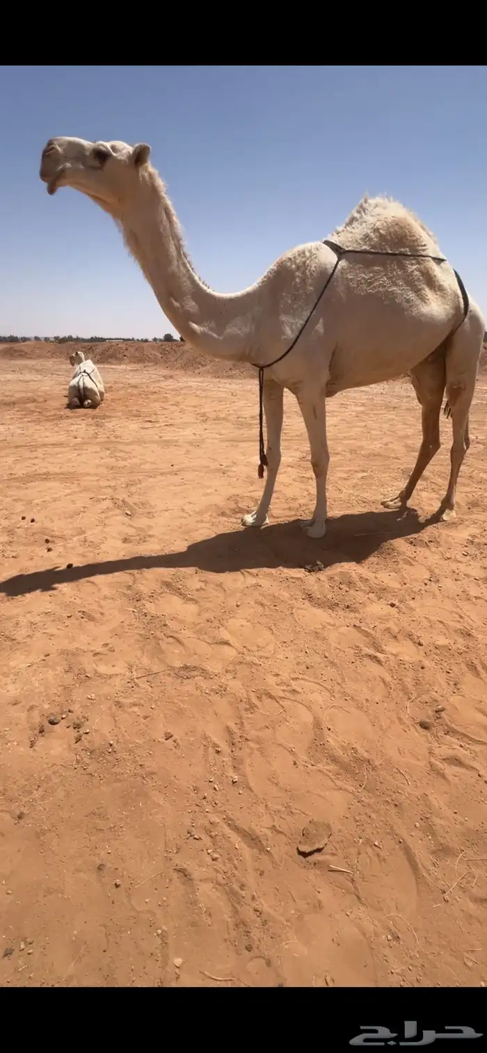 للبيع ذود وضح العدد 6 4