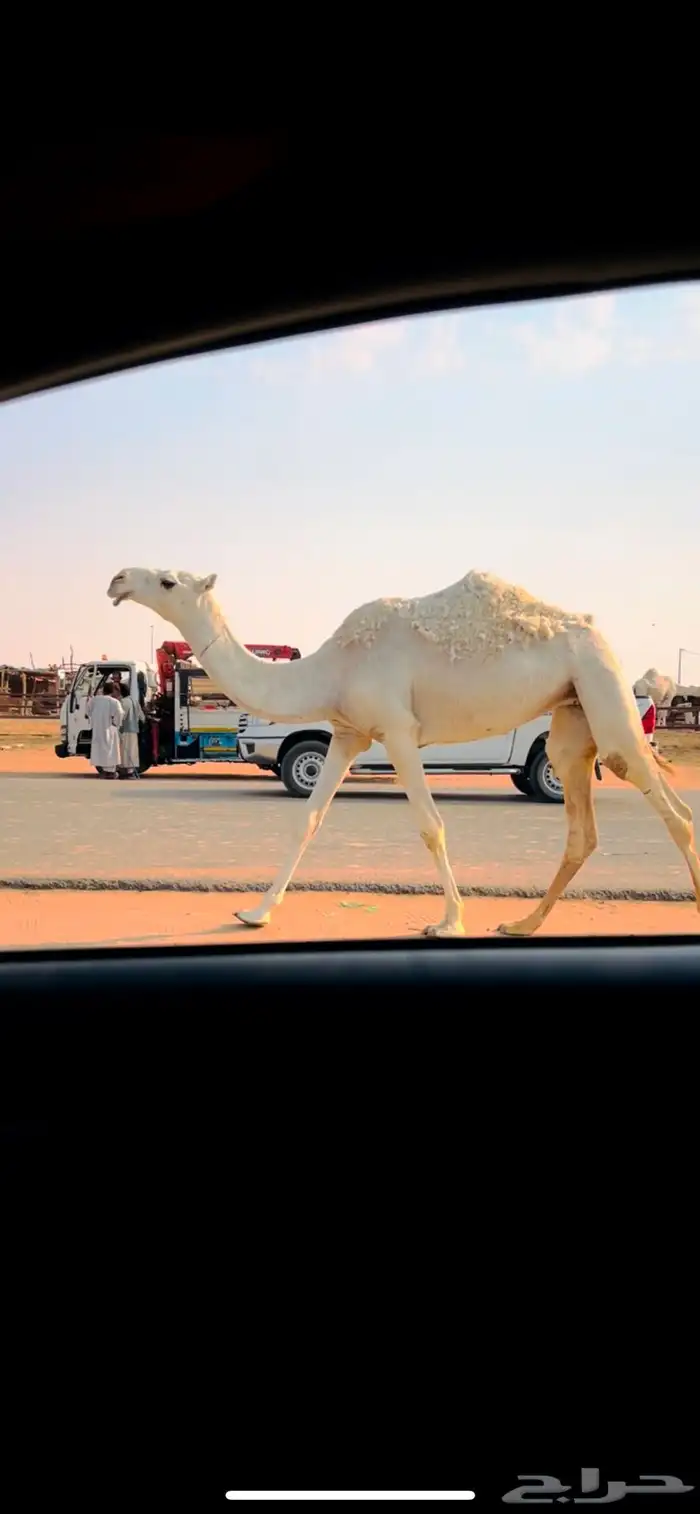 بكره حقه وضحا باتليه طيبه 3