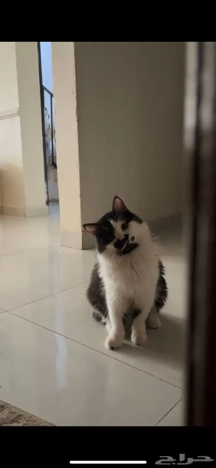 مطلوب انثى للتزاوج 0