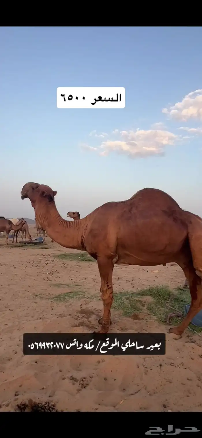 بعير جمل ساحلي(( تم البيع )) 0