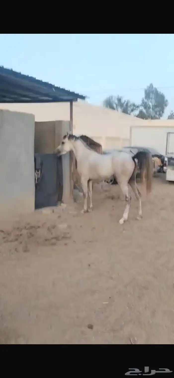 مكه 1