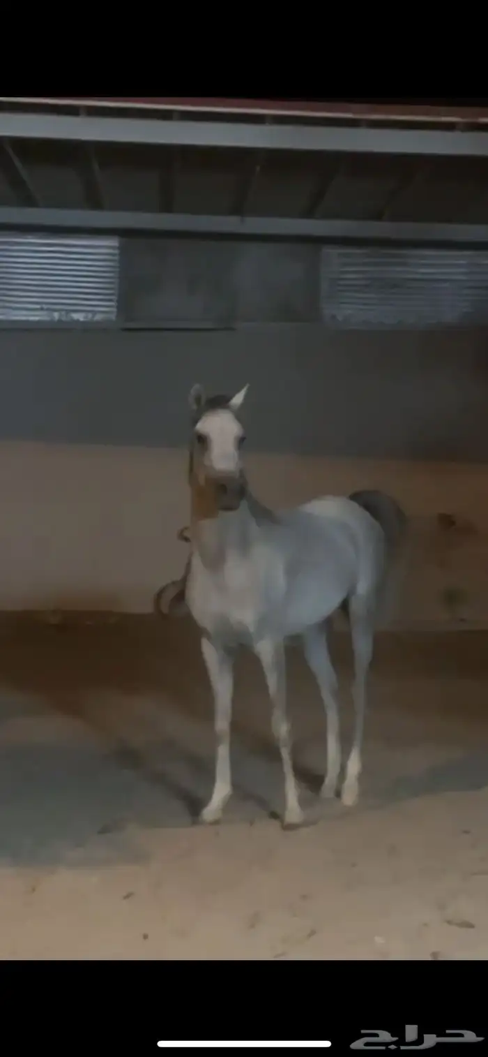 خيل واهو 2