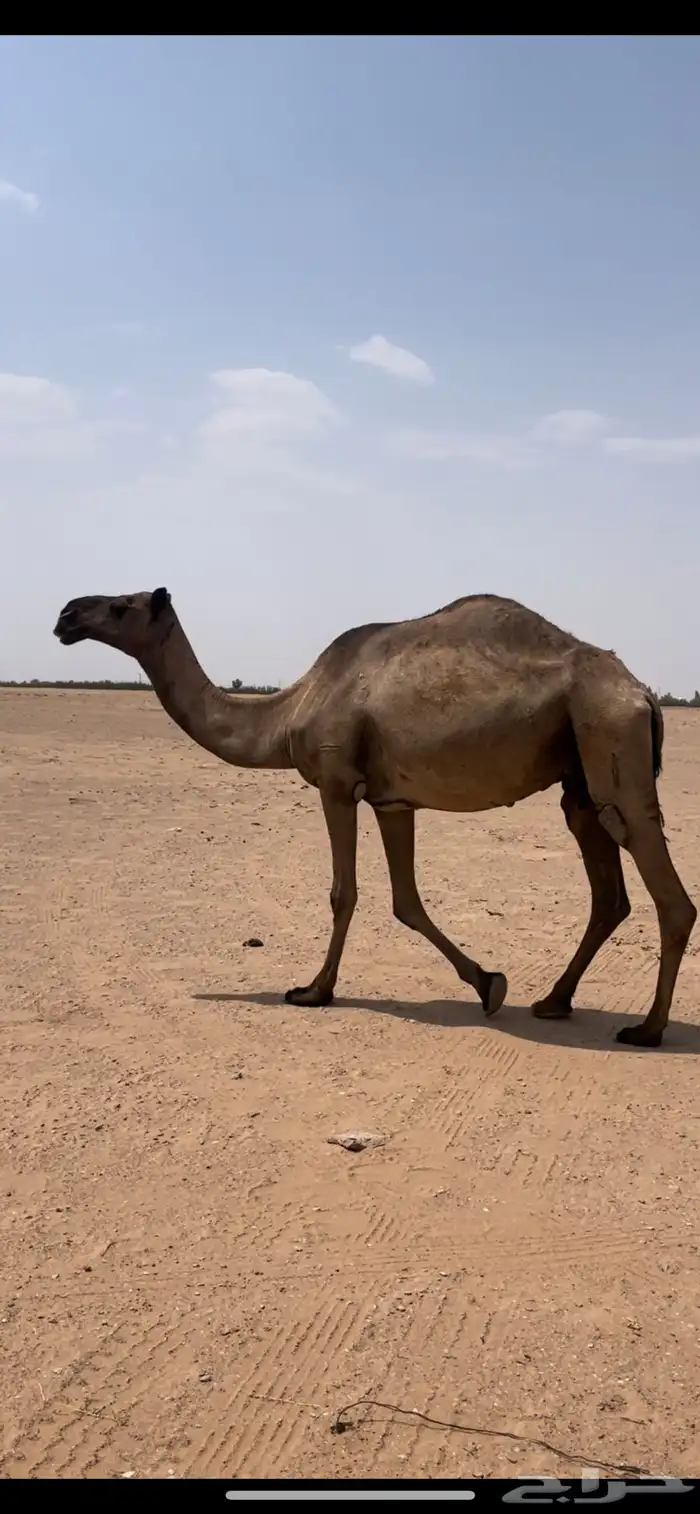 ضروبه بايع ولدها 0
