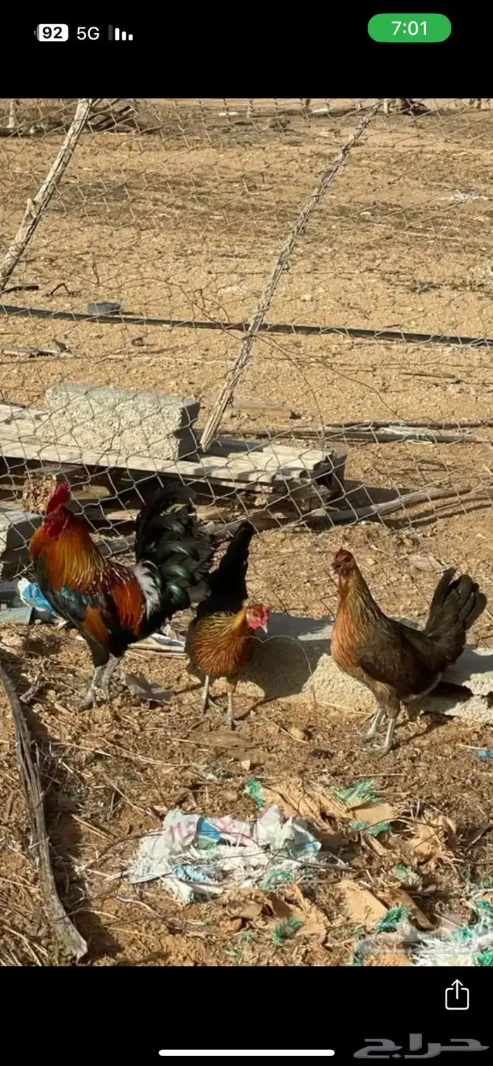 سيافي عربي اصيل ترثه ديك مع اربع دجاج 2