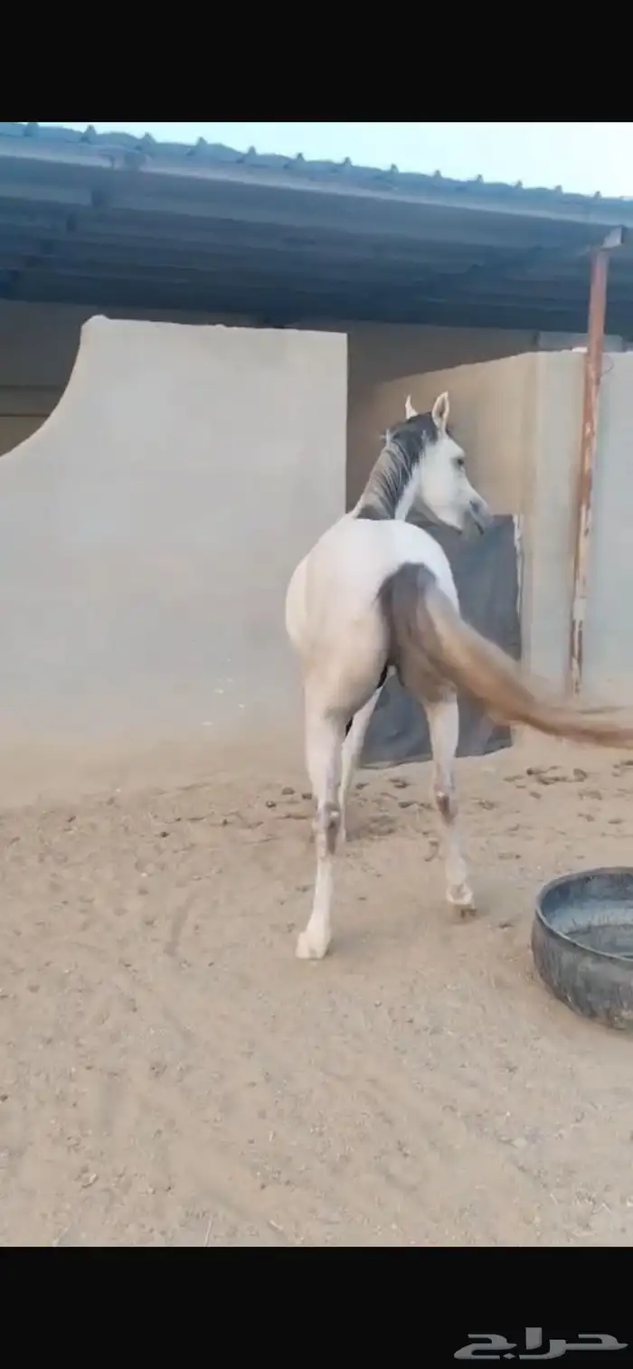 مكه 4