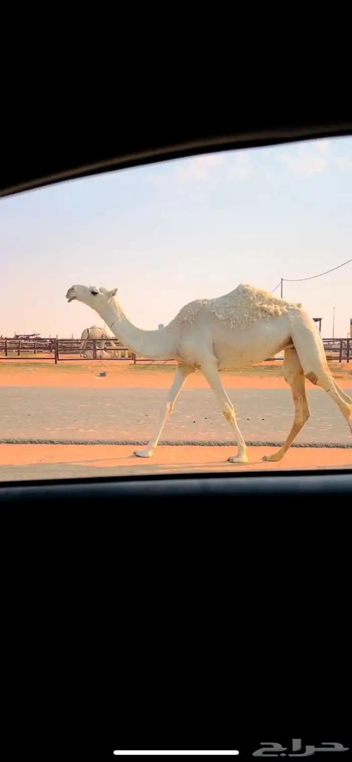 بكره حقه وضحا باتليه طيبه 2
