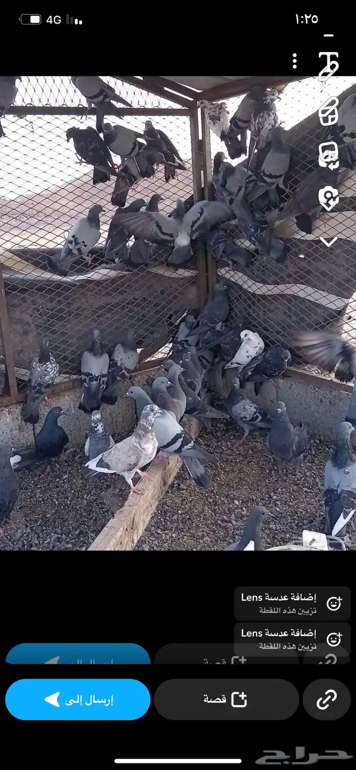 مطلوب حمام بلدي 0