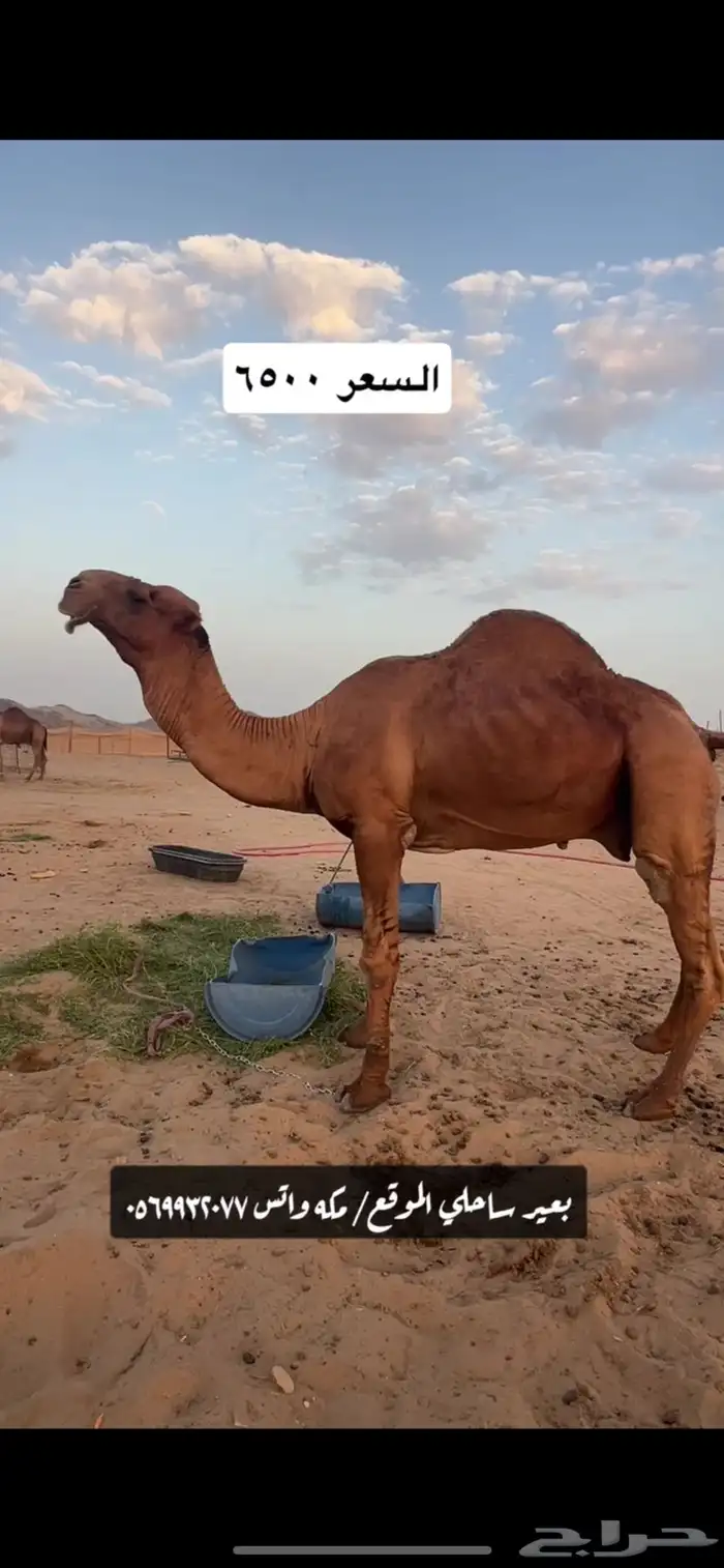 بعير جمل ساحلي(( تم البيع )) 2