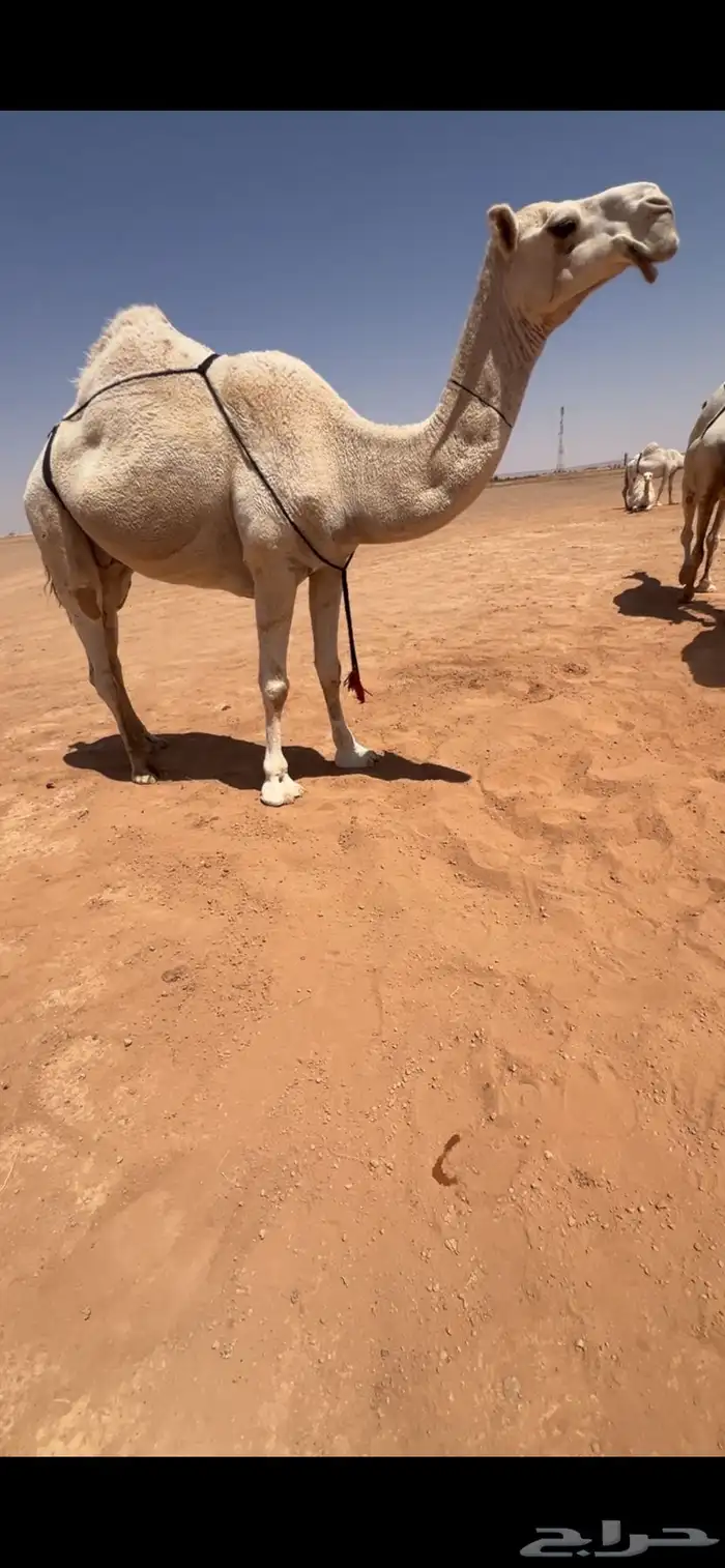 للبيع ذود وضح العدد 6 3