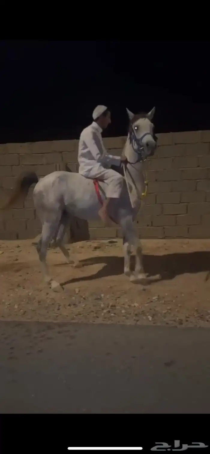 خيل واهو 4