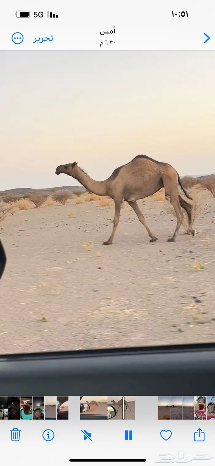 بكره للبيع 0