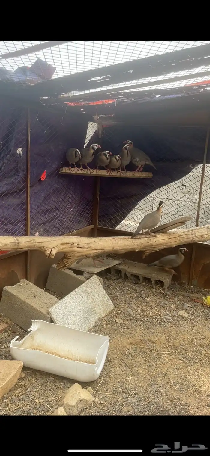 حجل للبيع 9 2