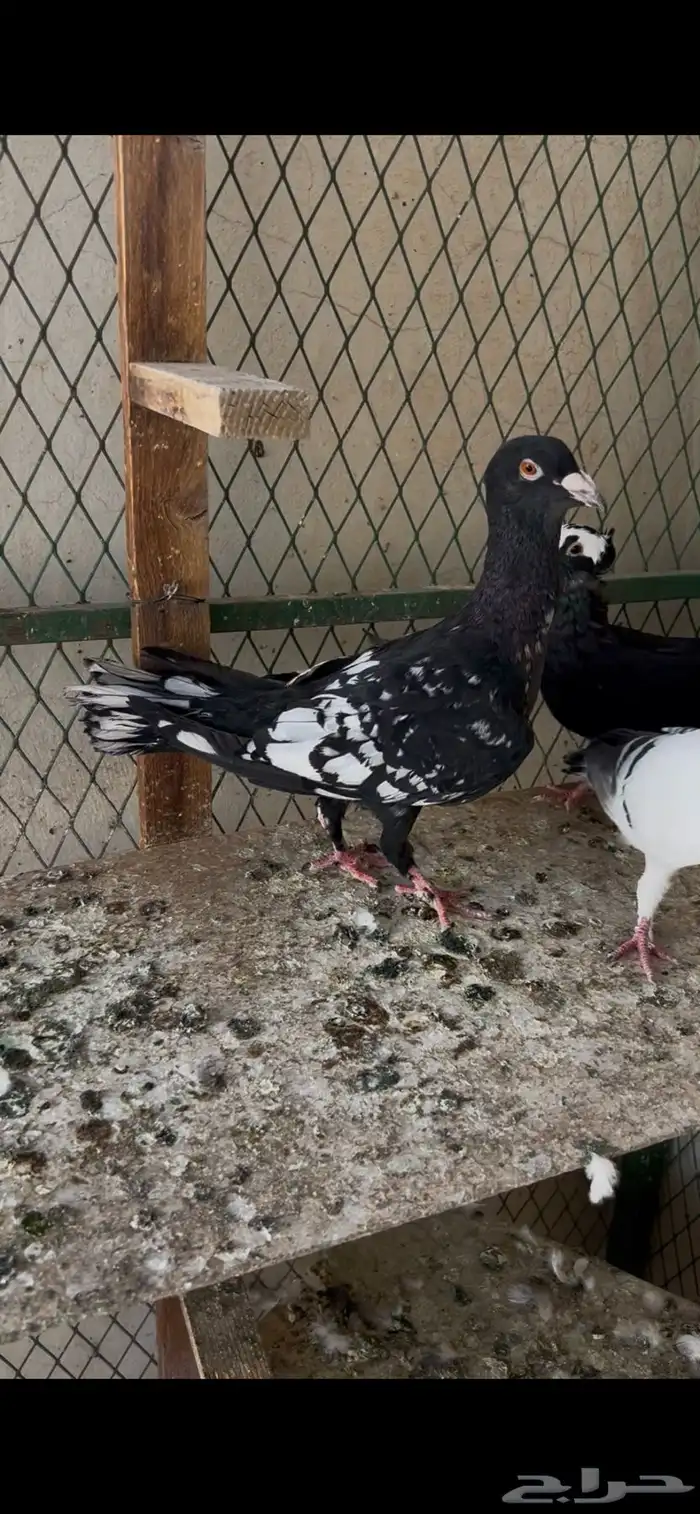 طيره شكالي ( تم البيع ) 0