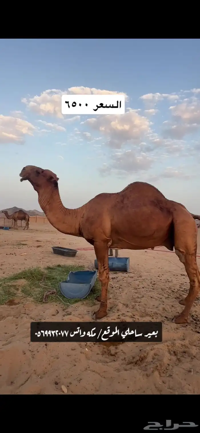 بعير جمل ساحلي(( تم البيع )) 1