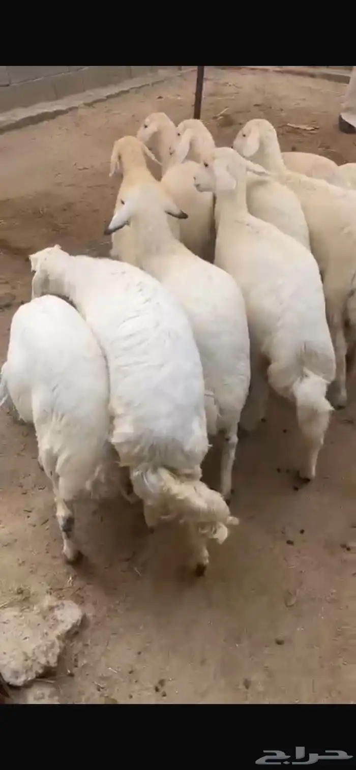 رخال فواخرر تم البيع 3