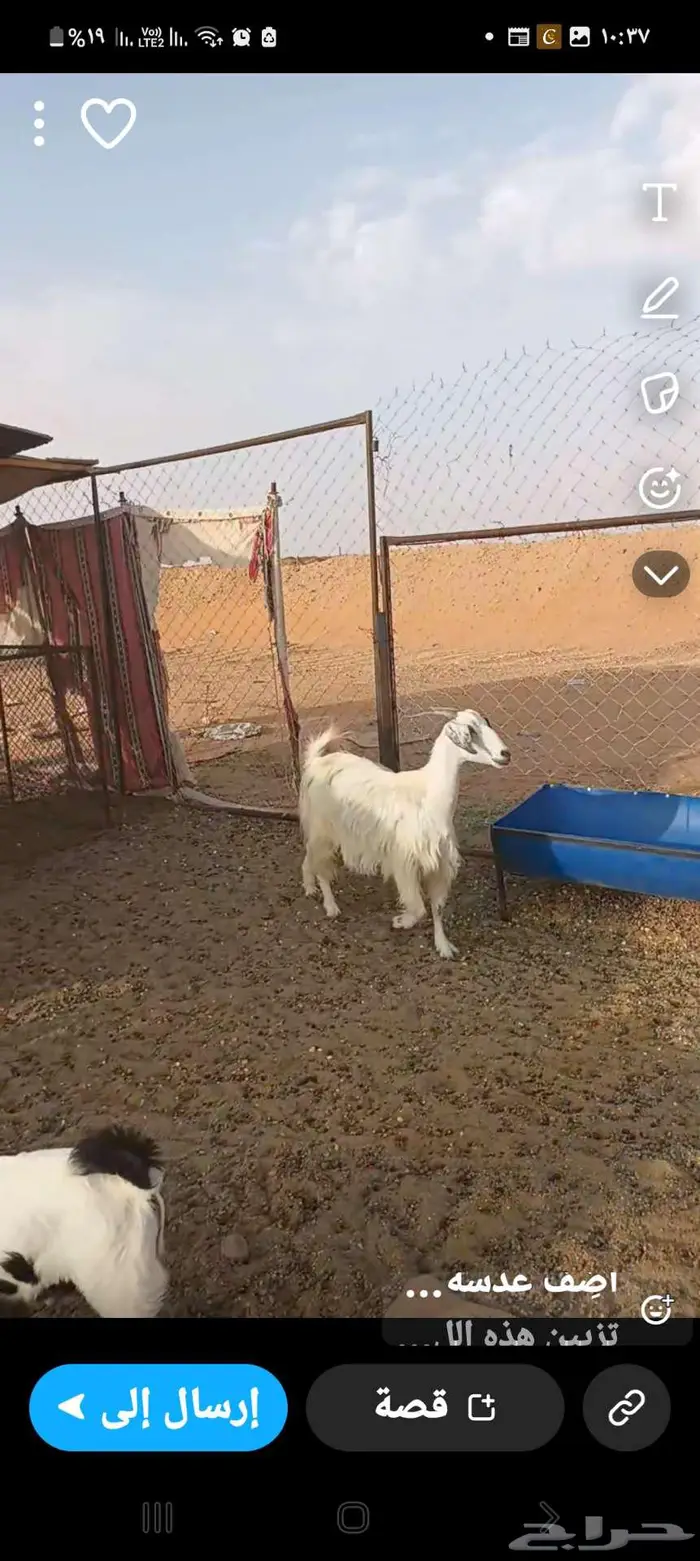 للبيع بشرورة معزا معها الفحل 2