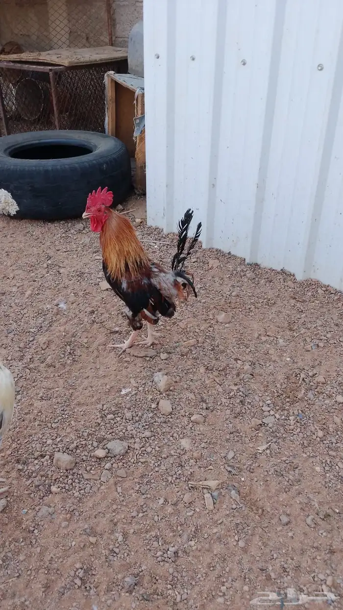ديك ترثه 0