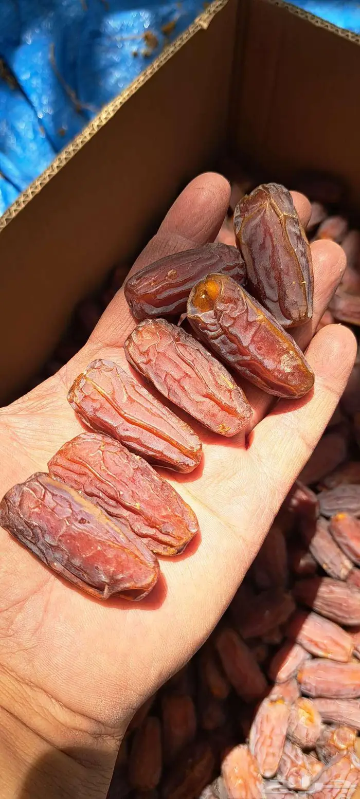 المدينه خيبر يوجدتمر برني العلا مبروم 2