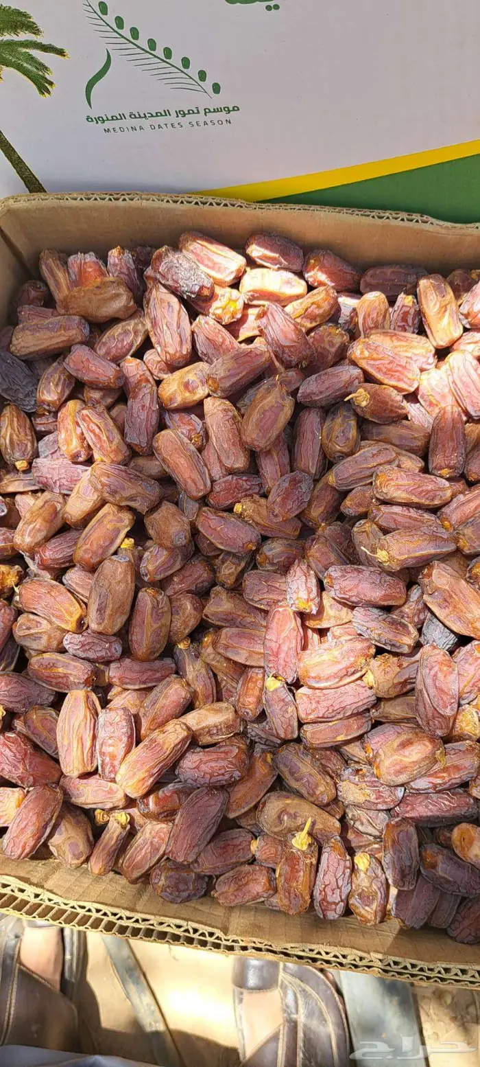 المدينه خيبر يوجدتمر برني العلا مبروم 0